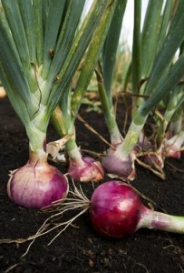  Petani berharap harga bawang merah kembali normal