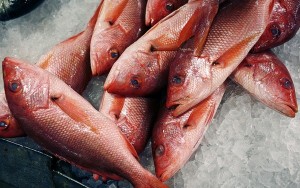  Permintaan tinggi harga ikan kakap di Pantura stabil