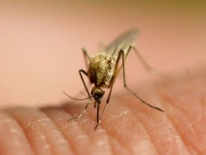  MER-C paparkan penelitian Malaria di AS