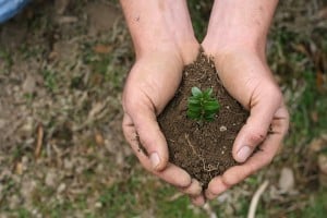  Garut kembangkan bank bibit pohon hutan 