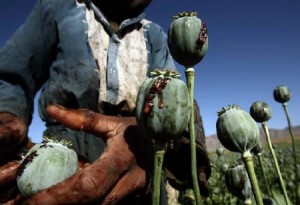  Budidaya opium di Asia Tenggara meningkat