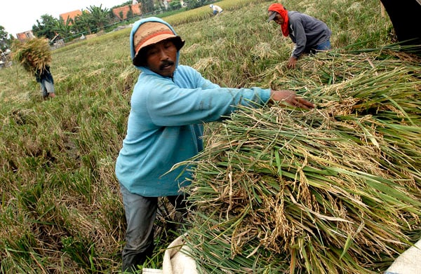  FOTO:  Kredit pertanian di Jabar 2011 hanya 2%