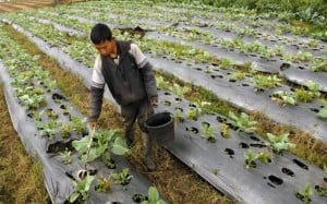  Jatah subsidi untuk pupuk organik akan ditambah