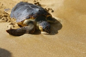  Pantai Cimanuk diajukan jadi area konservasi penyu