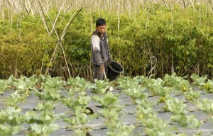  Presiden: Asing campuri urusan perkebunan