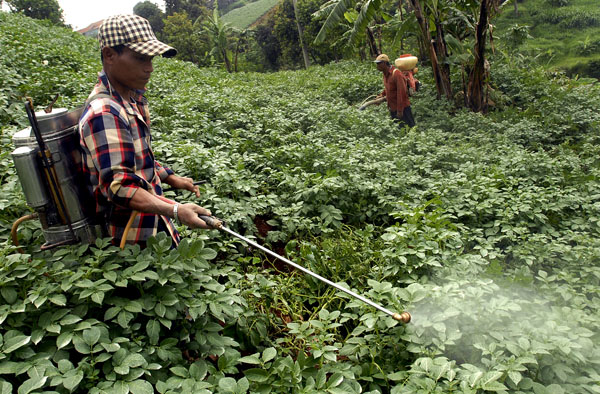  FOTO: Petani kentang keluhkan naiknya biaya produksi