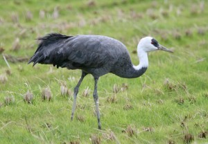  Burung langka Asia “salah belok”, mendarat di Tennessee, AS