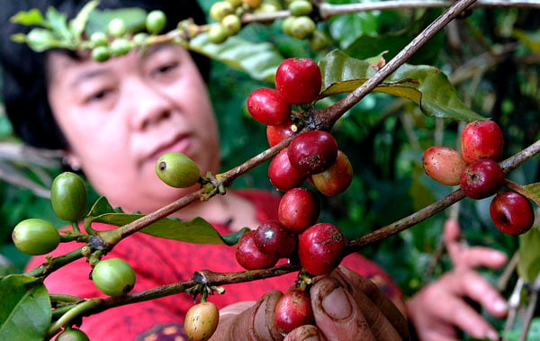  FOTO: Produksi kopi Indonesia turun 20%