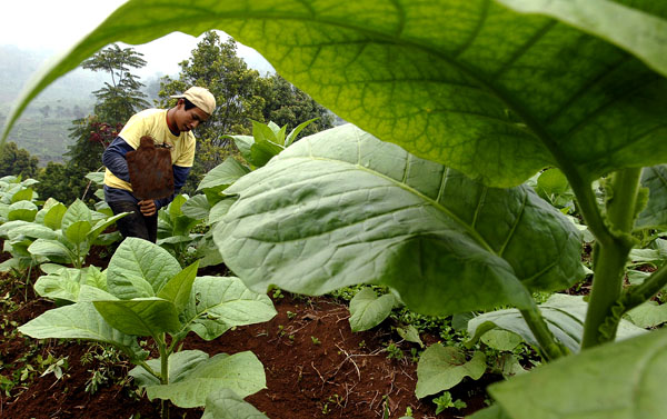  FOTO: Harga tembakau turun 100%