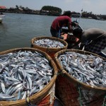  Rokhmin: 7 Penyebab impor ikan di Indonesia