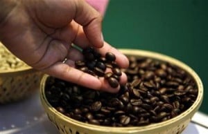  Pemkab Bandung patenkan kopi luwak Java Arabica Preanger