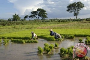  Sawah di Kab. Sukabumi bebas banjir