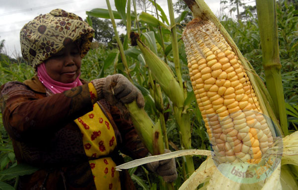  FOTO: Harga jagung di petani stabil