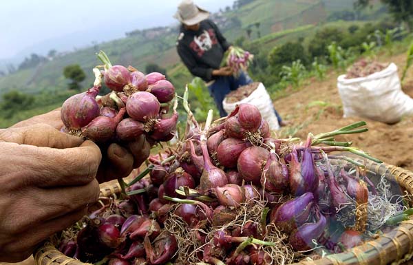  FOTO: Harga bawang merah di tingkat petani