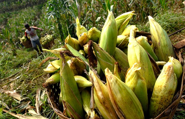  FOTO: Panen raya bikin harga jagung anjlok