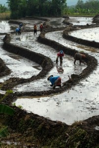  IPB kembangkan ‘corporate farming’ di Karawang