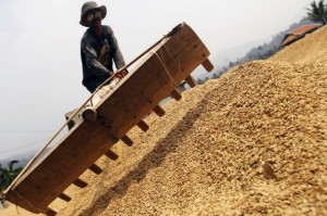  Harga gabah diusulkan naik 27%-28%