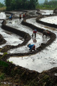  Kabar ekonomi (24/1): Petani di Sukabumi kesulitan dapat pupuk