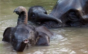  Waduh, Gajah Sumatra bakal punah 30 tahun ke depan