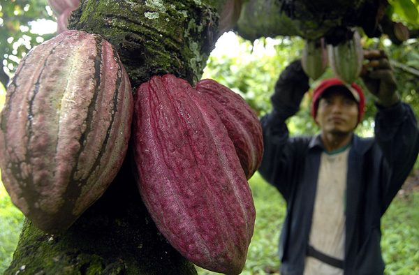  FOTO: Produksi kakao masih di bawah permintaan pasar