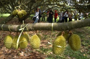  Jerman buka peluang impor produk pertanian organik