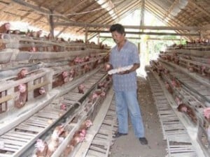  Peternak ayam: Pemerintah belum berpihak kepada peternak