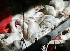  Produktivitas ternak ayam di Jabar turun