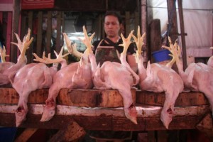  Dinas Indag Jabar jamin harga dan pasokan ayam stabil