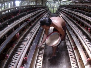 Kabar ekonomi (26/1): Harga pakan kian beratkan peternak di Jabar