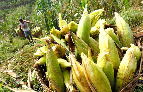  FOTO: Panen raya tekan harga jagung