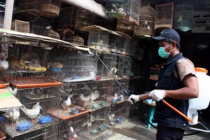  FLU BURUNG: Makin banyak ayam  mati mendadak