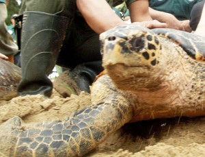  Warga minta cabut kawasan konservasi Pantai Pangumbahan Sukabumi