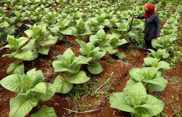  FOTO: Harga tembakau di tingkat petani turun 50% 