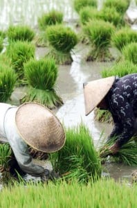  BANSOS PETANI: Pemerintah siapkan Rp8,67 triliun