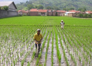  Garut kekurangan alat pertanian modern