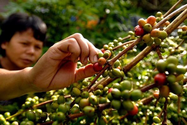   FOTO: Jabar genjot produksi kopi arabika di empat daerah