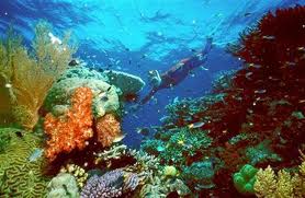  Pulau “Salah Nama” tawarkan keindahan alami di dasar laut