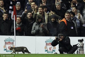  Ada kucing nyelonong di pertandingan Liverpool-Tottenham