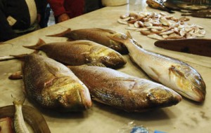  500 Siswa SD Kota Bandung ikut kampanye makan ikan 