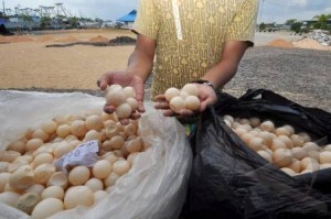  TELUR PENYU: Produksi telur penyu di pantai Sukabumi turun