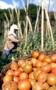  HARGA TOMAT turun di Cirebon akibat pasokan melimpah