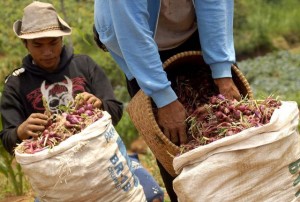  HARGA BAWANG MERAH di Pantura terus membaik