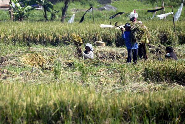  FOTO: Produksi gabah kering giling Jabar tahun ini akan 12,5 juta ton