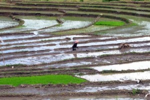  PRODUKSI PERTANIAN: Lahan di Pantura Jabar masih luas