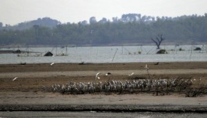  KERANG HIJAU di Cirebon seret akibat cuaca buruk 