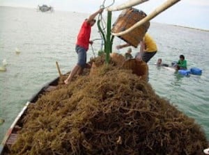  RUMPUT LAUT: Sulut produksi 177.000 ton