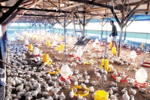  USAHA AYAM: Sekali Siklus, Udin Bisa Raup Rp40 Miliar