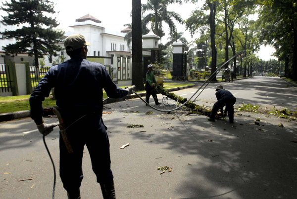  FOTO: Pemeliharaan untuk mencegah pohon roboh