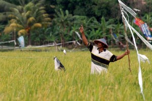  HAMA TIKUS: Petani Indramayu mewaspadai penurunan panen