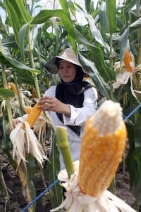  PRODUKSI JAGUNG: Garut siap sumbang 60% jagung di Jawa Barat